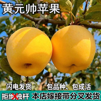 黄元帅苹果树苗南北方庭院地栽盆栽种植矮化特大果嫁接苗当年结果