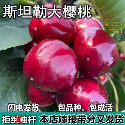 斯坦勒大樱桃树苗南北方地栽矮化特大嫁接车厘子树苗盆栽当年结果