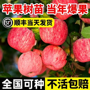 苹果树果苗盆栽户外耐寒庭院地栽红富士苹果苗南北方种植当年结果