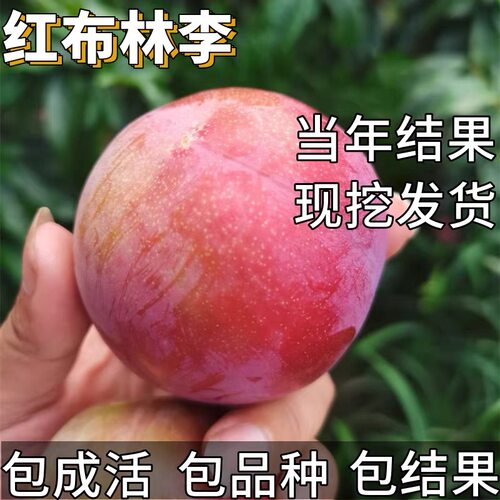 红布林李子树苗南北方种植特大号盆栽嫁接矮化晚熟耐寒当年结果