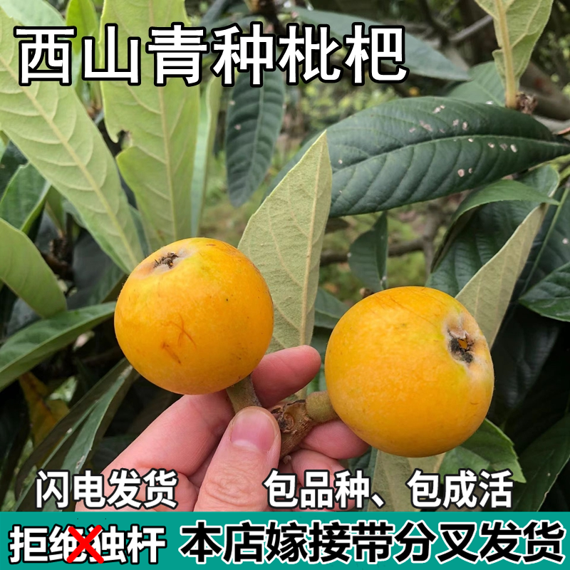 西山青种枇杷果树苗嫁接苗枇杷苗当年结果南北方种植地栽盆栽活苗