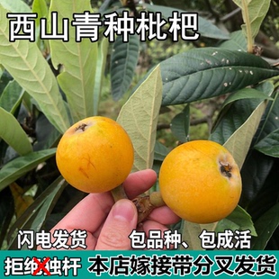 西山青种枇杷果树苗嫁接苗枇杷苗当年结果南北方种植地栽盆栽活苗