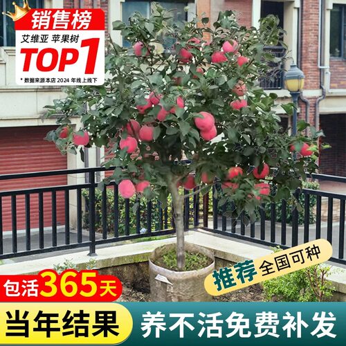 苹果树苗盆栽南方北方种植地栽冰糖心苹果苗活苗矮化果树当年结果