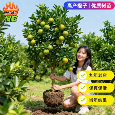 江西赣南脐橙苗嫁接纽荷尔脐橙苗血橙南方北方种植果树苗橙子树苗