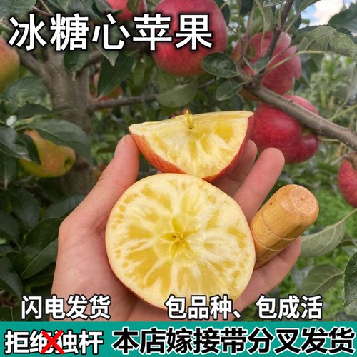 冰糖心苹果树苗南北方庭院地栽盆栽种植矮化特大果嫁接苗当年结果