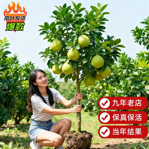 柚子树苗泰国暹罗红柚树苗三红柚苗果树苗南方庭院栽种大苗带土球