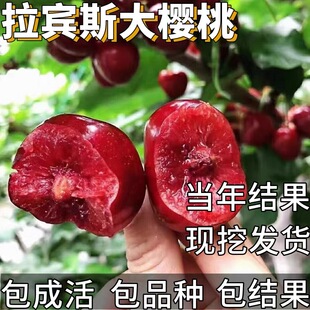 拉宾斯车厘子树苗南北方庭院耐寒特大矮化大樱桃盆栽嫁接当年结果