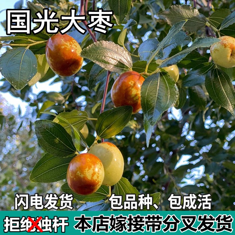国光大枣苗树活苗南北方庭院地栽特大枣子果树苗盆栽嫁接当年结果
