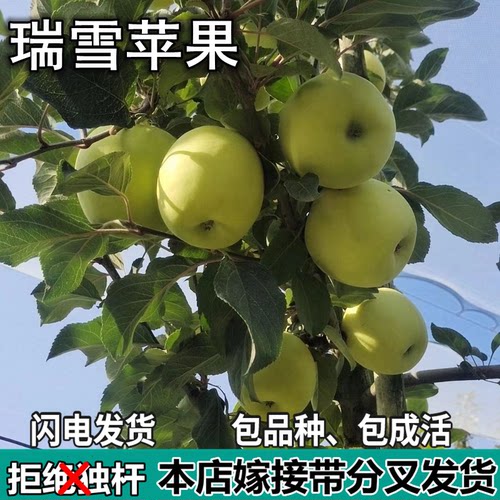 瑞雪苹果树苗南北方庭院地栽盆栽种植矮化特大果嫁接苗当年结果