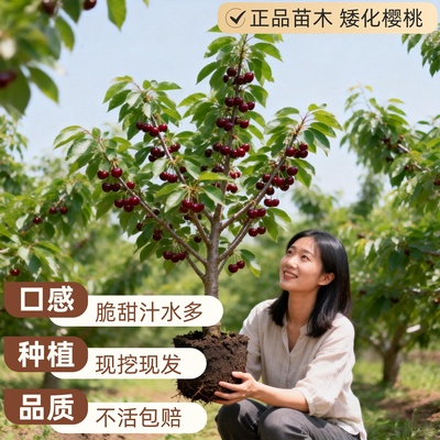 车厘子树苗盆栽地栽樱桃树果苗南北方种植当年结果樱桃树大樱桃苗