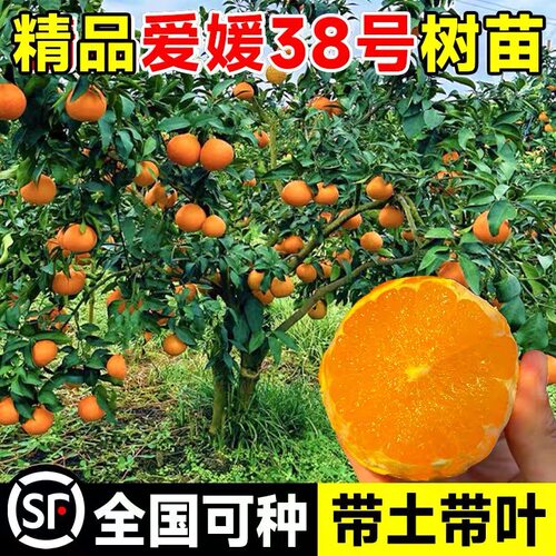 爱媛38号树苗果冻橙果树果苗盆栽象山红美人树苗橘子树橙子水果树