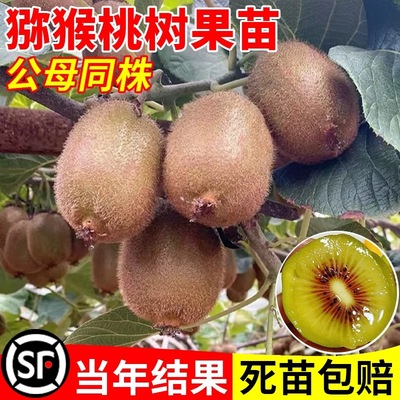 猕猴桃树果苗公母同株红心黄心徐香弥猴桃南北方奇异果猕猴苗盆栽