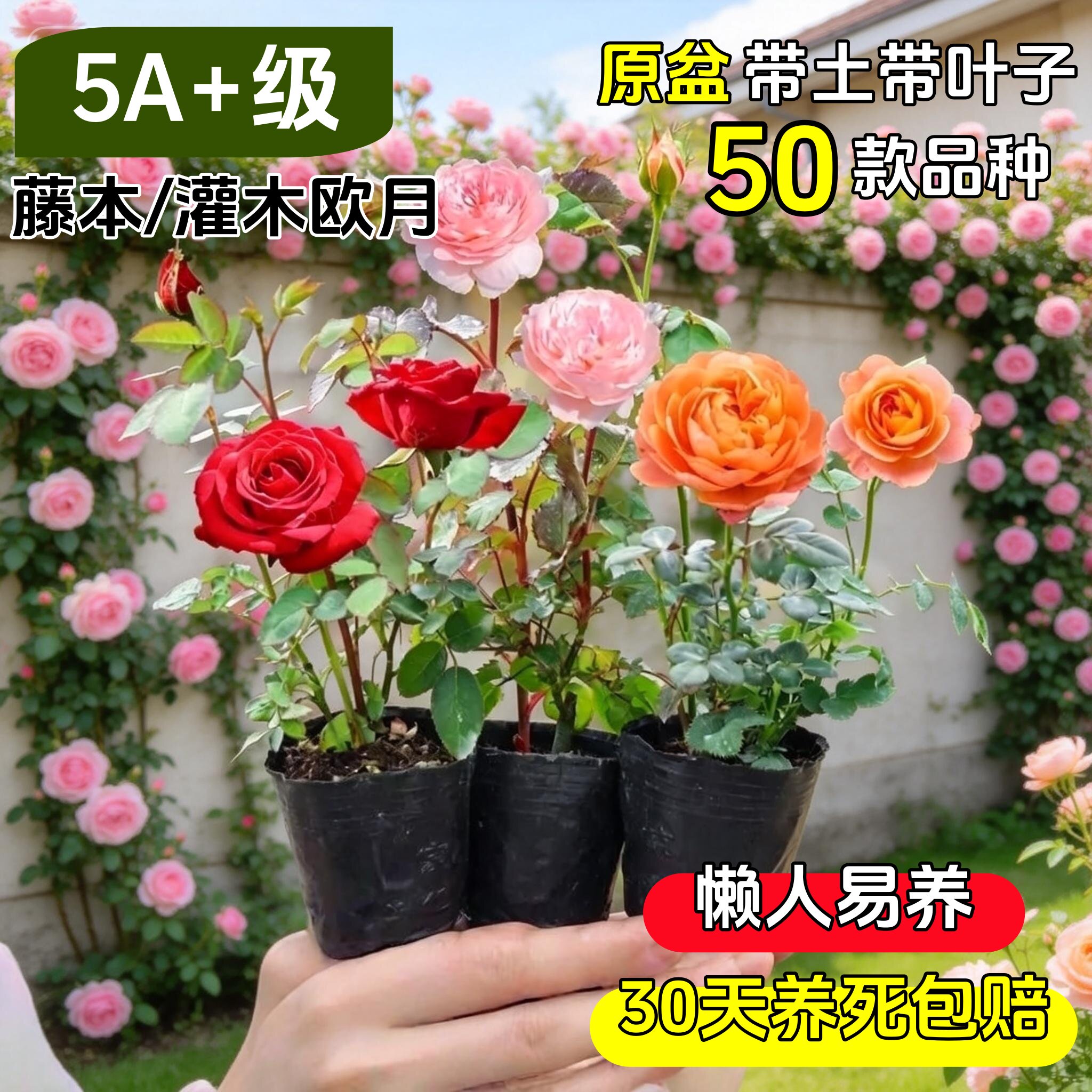 藤本月季花苗浓香玫瑰花欧洲月季大花四季开花卉好养庭院爬藤蔷薇