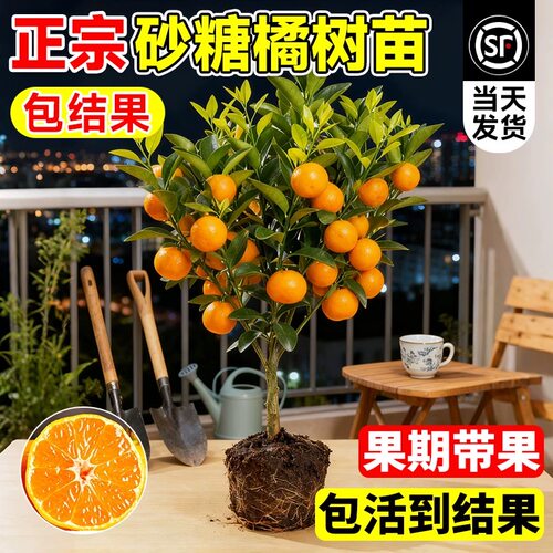 沙糖桔树苗地栽盆栽南方北方种植橘子树苗柑桔果树果苗嫁接砂糖橘