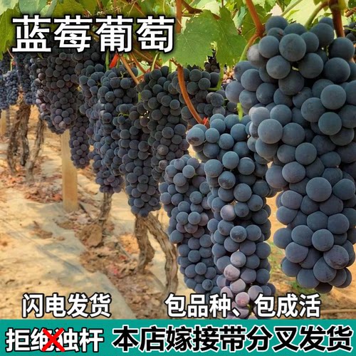 蓝莓葡萄树苗庭院盆栽地栽无籽特大果嫁接树苗南北方种植当年结果