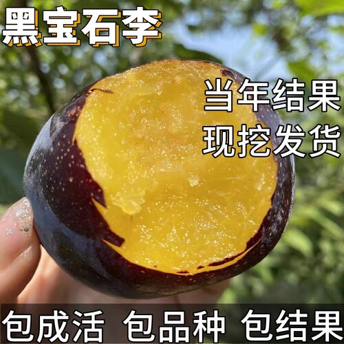 黑宝石李子树苗南北方种植特大号脱骨矮化盆栽嫁接耐寒当年结果