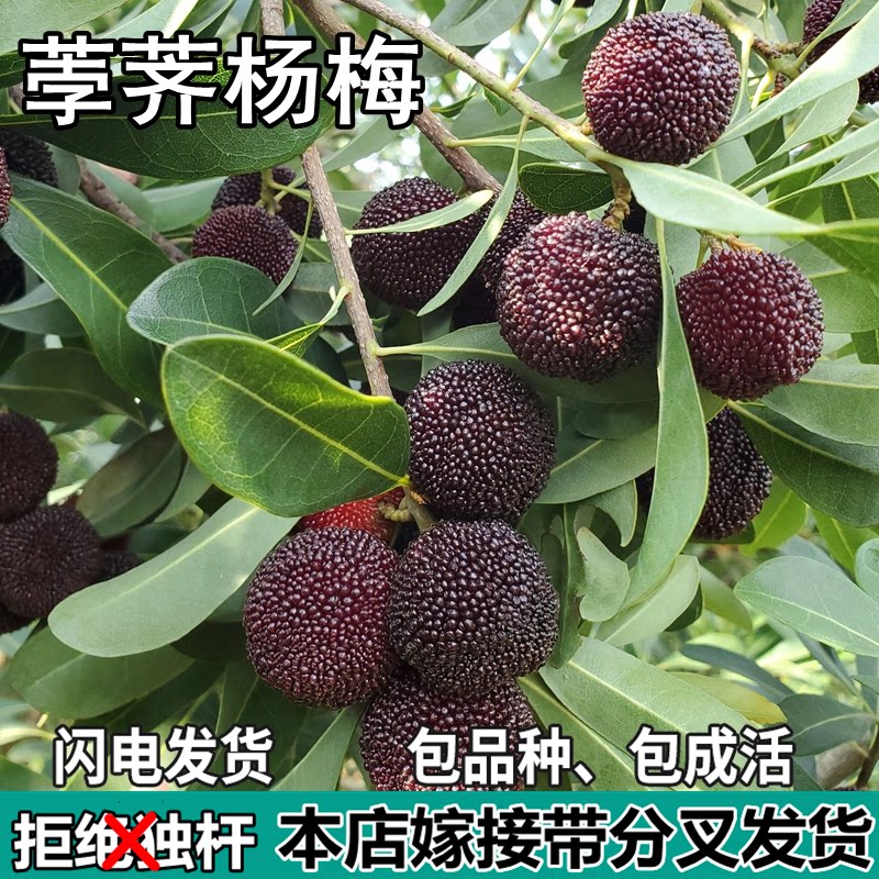 荸荠杨梅苗树地栽南北方庭院阳台盆栽种植嫁接特大果树苗当年结果图片