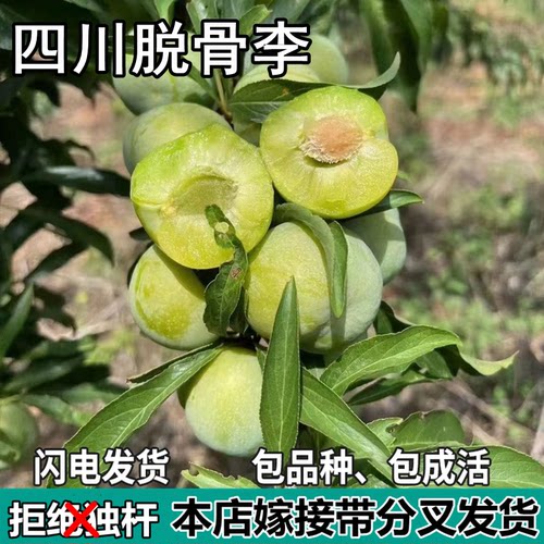 四川脱骨脆李子果树苗南北方地栽庭院阳台盆栽种植嫁接苗当年结果
