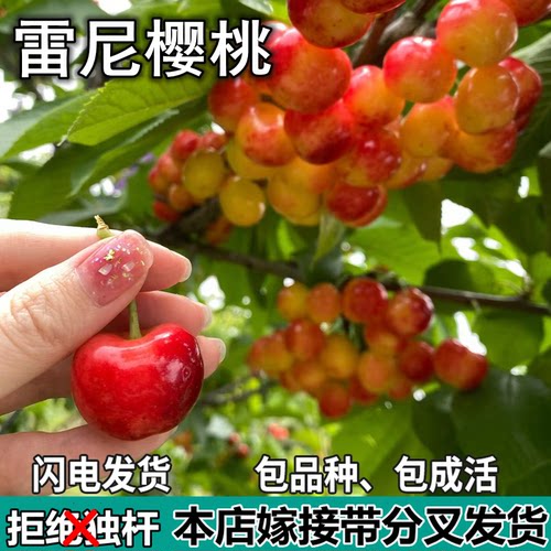 雷尼大樱桃树苗南北方地栽矮化特大果嫁接车厘子树苗盆栽当年结果