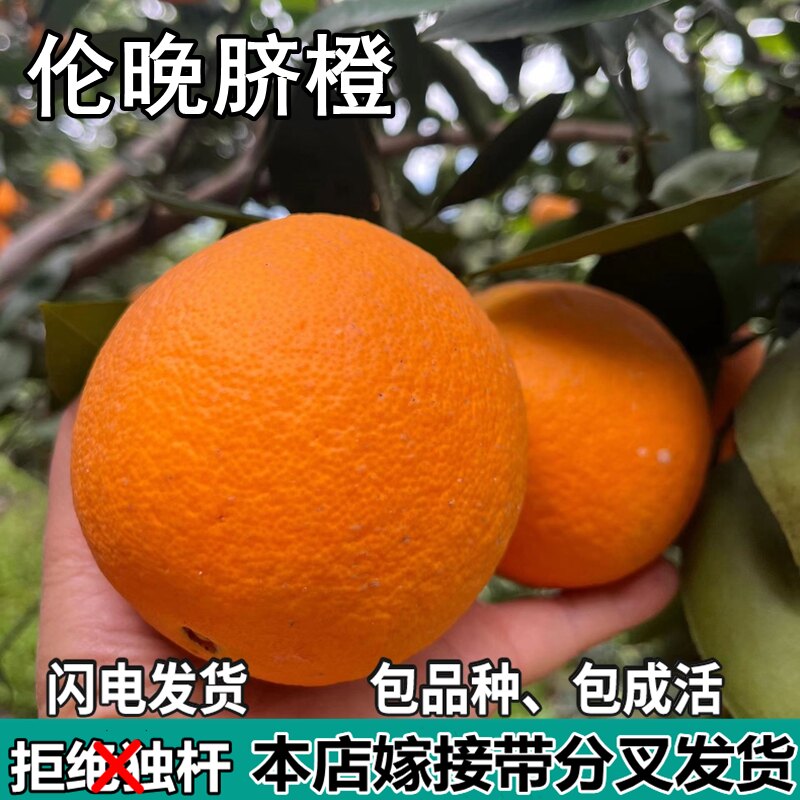 伦晚脐橙苗南北方庭院盆栽地栽种植嫁接甜橙子特大果树苗当年结果图片