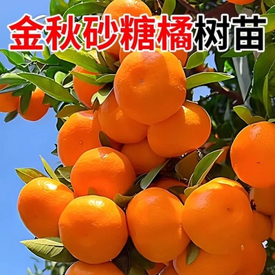 金秋砂糖橘树苗嫁接橘子树大树耐寒沃柑果树果苗南北方好养易活