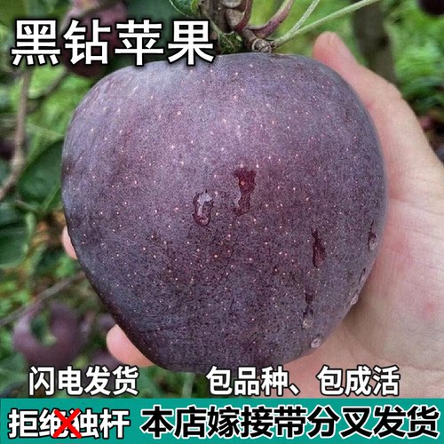 黑钻苹果树苗南北方庭院地栽盆栽种植矮化特大果嫁接树苗当年结果