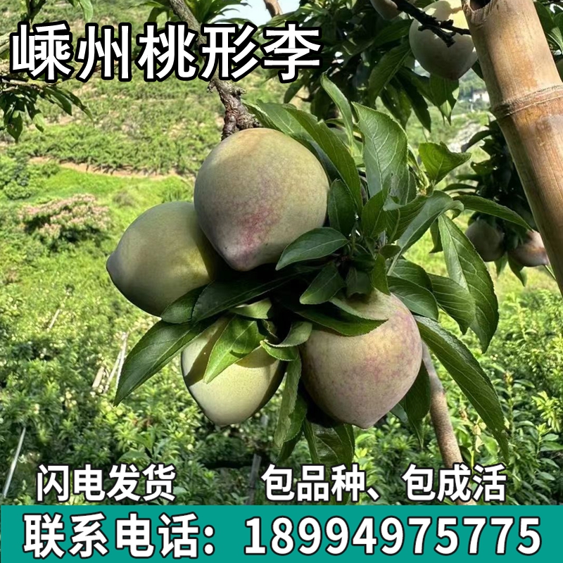 桃形李子果树苗南北方地栽庭院阳台盆栽种植特大果嫁接苗当年结果 鲜花速递/花卉仿真/绿植园艺 果树 原图主图