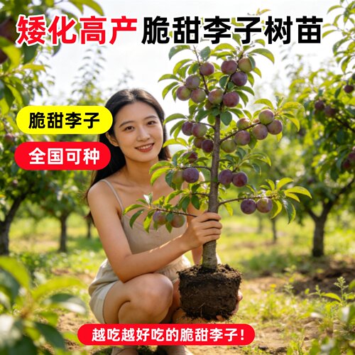 蜂糖李子树苗特大正宗嫁接盆栽地栽阳台盆栽南北方种植全国可种植