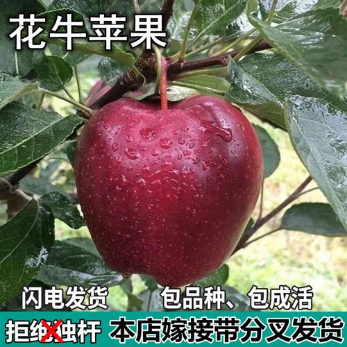 花牛苹果树苗南北方庭院地栽盆栽种植矮化特大果嫁接树苗当年结果