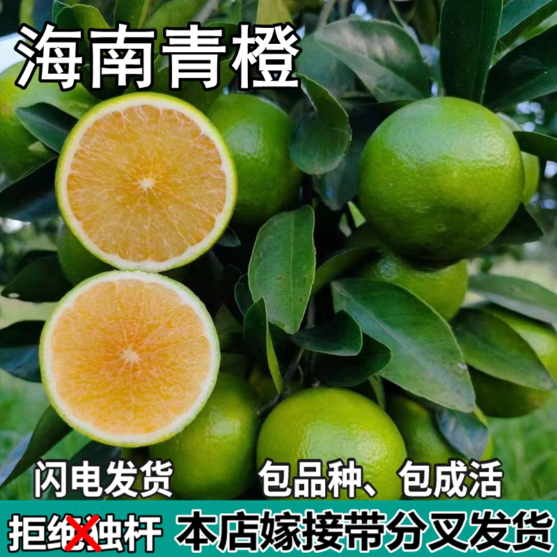 海南冰糖橙苗树南北方庭院盆栽地栽种植嫁接甜橙子果树苗当年结果