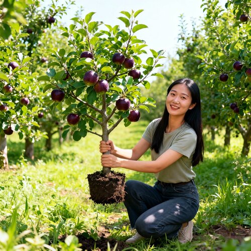 苹果树苗南北方种植新品种黑钻苹果苗特大盆栽地栽庭院当年结果
