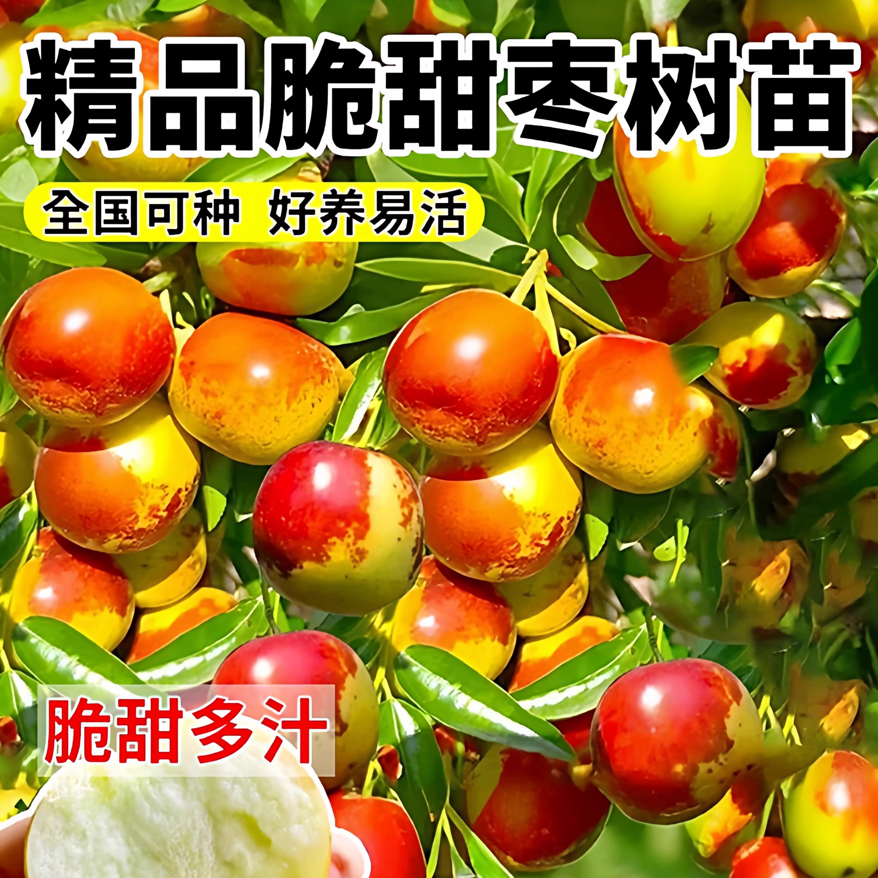 枣树果苗大枣超甜带土球南北方沾化冬枣大树矮化嫁接苗超甜特大号