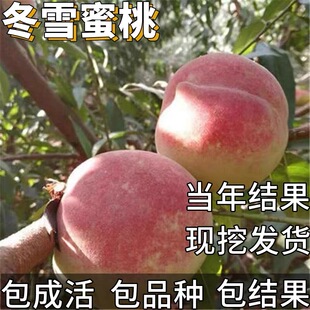 冬雪蜜桃苗南北方耐寒特大号桃树果苗盆栽嫁接矮化晚熟当年结果