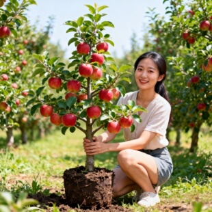 瑞雪苹果树苗南北方庭院地栽盆栽种植矮化特大果嫁接苗当年结果