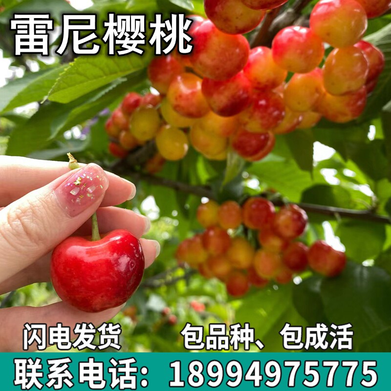 雷尼大樱桃树苗南北方地栽矮化特大果嫁接车厘子树苗盆栽当年结果