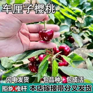 正宗智利车厘子树苗南北方地栽矮化嫁接大樱桃树苗盆栽苗当年结果