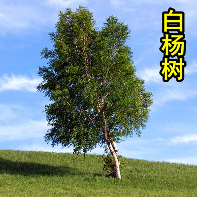 白杨树苗 白杨树 杨树苗 107速生杨树苗 庭院植树造林 白杨苗包邮