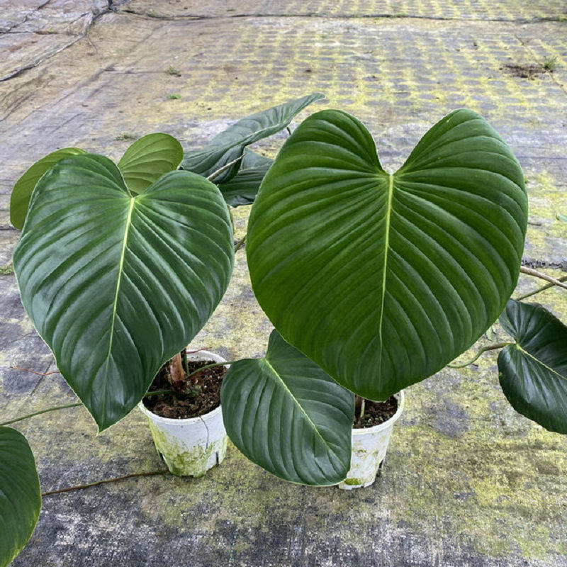 圆叶PE蔓绿绒天南星科室内垂吊观叶热植室内特色盆栽网红北欧风
