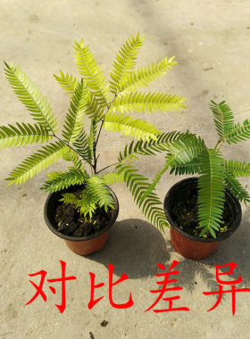 变异密叶猴耳环 金猴 浑身泛浅黄色室内耐阴好养热植办公桌面盆栽