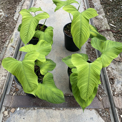 网红秘鲁蔓绿绒热植进口