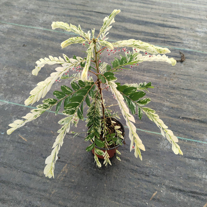 白锦叶下珠盆栽阳台稀有