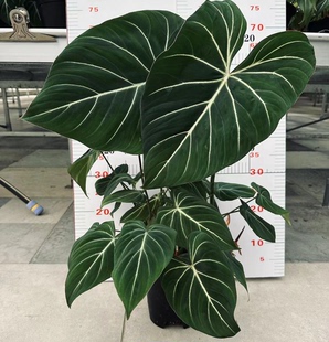 明脉蔓绿绒Philodendron gloriosum绒面室内大叶绿植耐阴桌面阳台