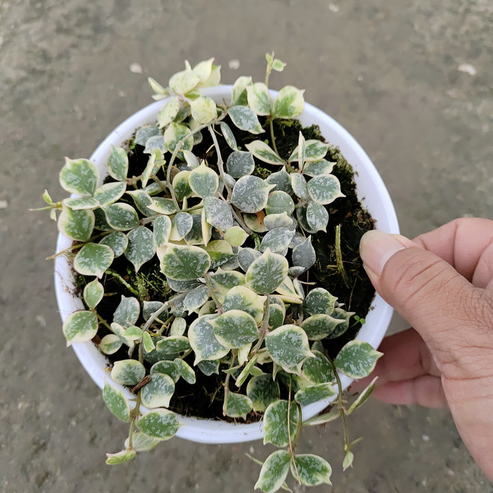 章鱼锦球兰垂吊盆栽绿植新品