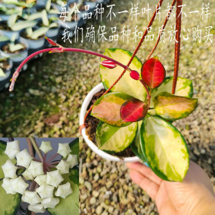 丽萨球兰 HoyaAustralis南方油画内锦球兰 室内垂吊爬藤绿植盆栽
