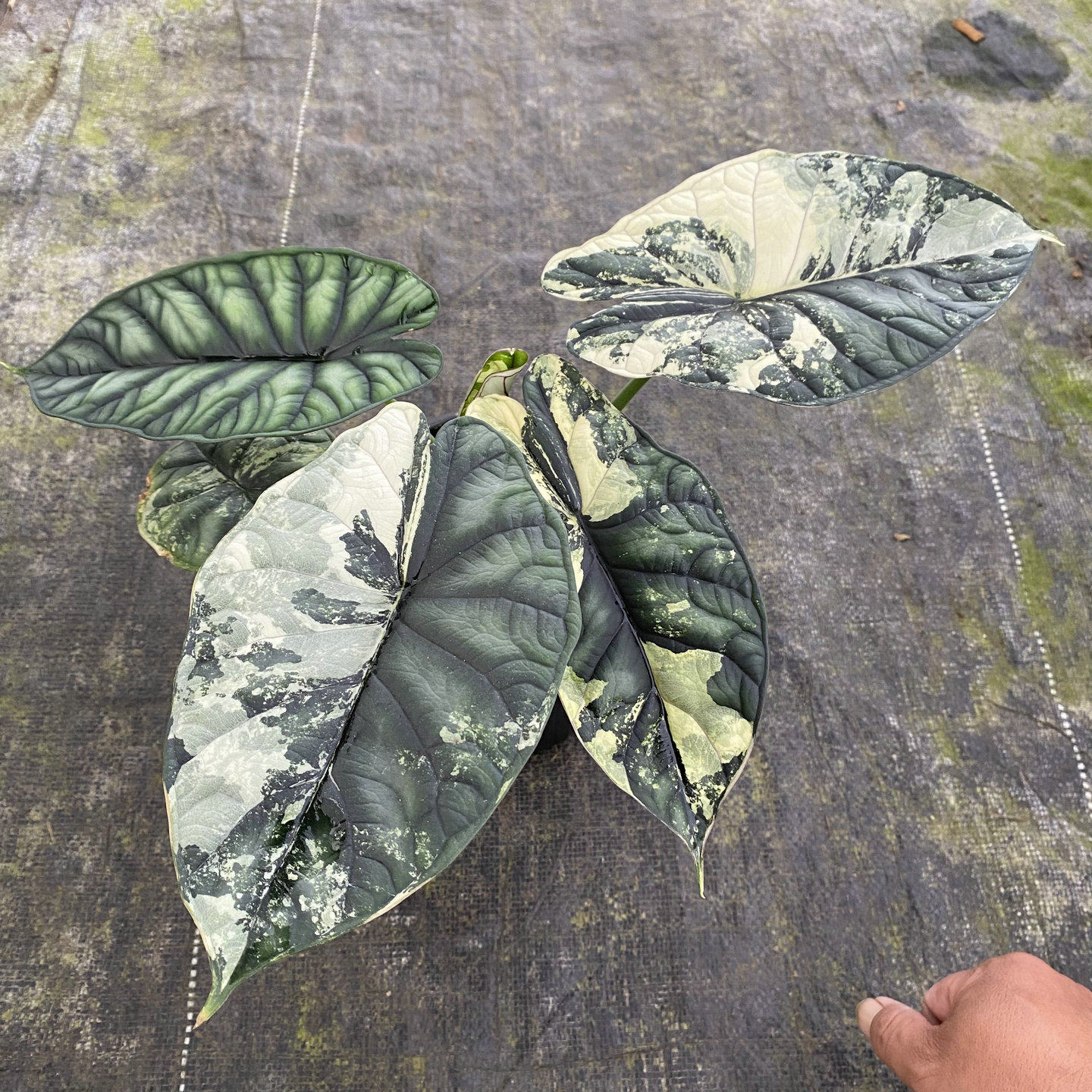 进口龙鳞海芋锦Alocasia Dragon Scale Variegiegated网红热植