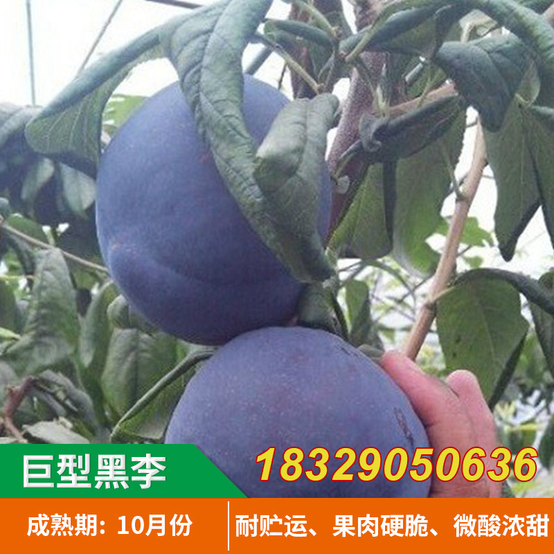 嫁接李子树苗 美国大黑李树苗荷兰巨型黑李苗 南北方种植的果树苗