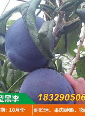 嫁接李子树苗 美国大黑李树苗荷兰巨型黑李苗 南北方种植的果树苗