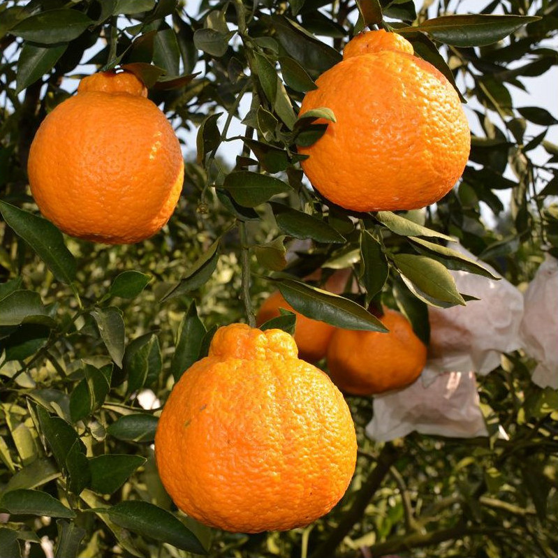 浙江不知火丑橘带土带叶带果丑八怪树苗春见耙耙柑橘地栽当年结果