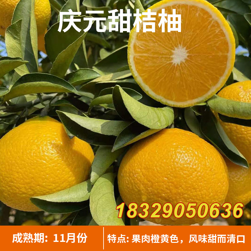高糖建阳甜桔柚树苗庆元甜橘柚树苗甜桔柚苗嫁接苗黄金柑桔子果苗