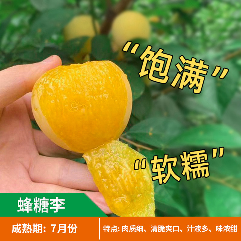 嫁接蜂糖李子苗 蜂糖李子树苗 